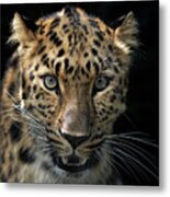 Face To Face With The Panther Metal Print