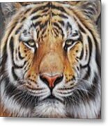 Faces Of The Wild - Amur Tiger Metal Print