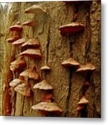 Faerie Step Fungi Metal Print