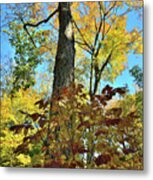 Fall Color Canopy In Ryerson Woods Metal Print