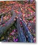 Fall Color Tree Trunk Metal Print