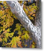 Fall Colors At Slide Rock Arizona- Tree Bark Metal Print