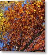 Fall Metal Print