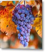 Fall Grapes From The Yakima Valley, Metal Print