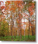 Fall Landscape Portrait Metal Print