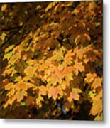 Fall Leaves 10 Autumn Leaf Colors Art Metal Print