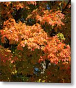 Fall Leaves 3 Autumn Leaf Colors Art Metal Print