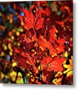 Fall Leaves, Willows Road Metal Print