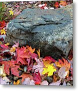 Fall Maple Leaves By Rock In Garden Backyard Metal Print