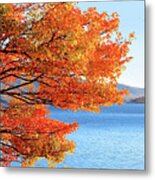 Fall Maple Tree Graces Smith Mountain Lake, Va Metal Print