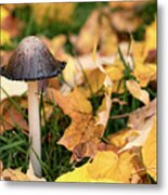 Fall Mushroom Metal Print