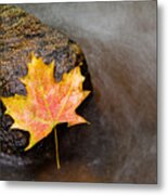 Fallen Leaf Metal Print