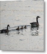 Family Of Canada Geese On The Ohio River Metal Print