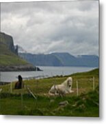 Faroe Islands Horses Metal Print