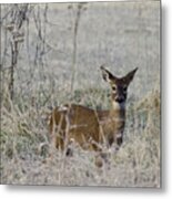 Fawn In Frost At Lost Valley Metal Print