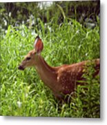 Fawn In The Meadow Metal Print