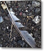 Feather Lost And Found Metal Print