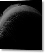 Feather On Black Metal Print