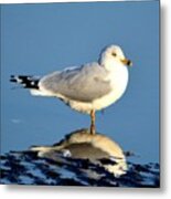 Feathered Float Metal Print