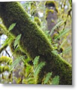 Feathered Moss Metal Print