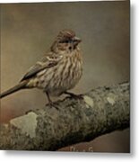 Female House Finch Metal Print