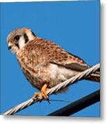 Female Kestrel At Rest Metal Print