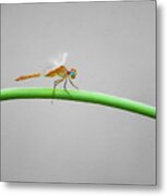 Female Neon Skimmer Metal Print