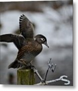 Female Wood Duck Metal Print