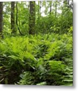 Fern Woods Metal Print