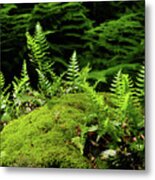 Ferns And Moss On The Ma At Metal Print
