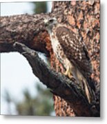 Ferruginous Hawk Metal Print