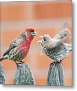 Feuding Finches Metal Print