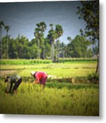 Field Cameo Metal Print