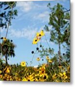 Field Of Daisies At Corkscrew Swamp Metal Print