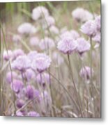 Field Of Flowers Metal Print