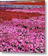 Field Of Petunia Flowers Gilroy California Metal Print