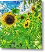 Field Of The Suns Metal Print