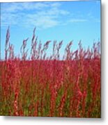 Fields Of Pink Metal Print