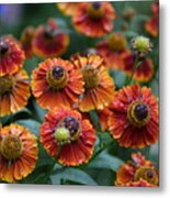 Fiery Heleniums Metal Print