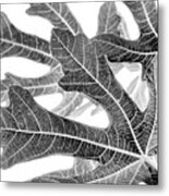 Fig Leaf Abstract Metal Print