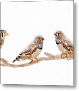 Finches Metal Print