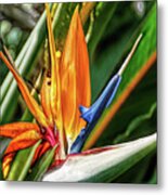 Fine Wine Cafe Bird Of Paradise Metal Print