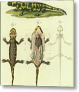 Fire Salamander Anatomy Metal Print