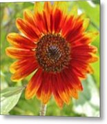 Firecracker Flower Metal Print