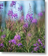 Fireweed Metal Print