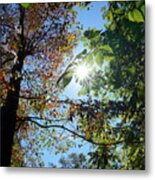 First Color Of Fall Metal Print