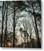 First Day Of Spring, North Carolina Pines Metal Print