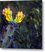 First Signs Of Spring On The Sonoran Desert Metal Print