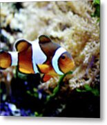 Fish Stripes Clownfish Metal Print