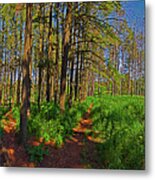 Paths, Pines 360 Metal Print